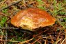 Rowerowe grzybobranie